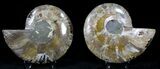 Polished Ammonite Pair - Million Years #22246-1